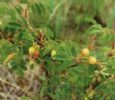   Rose Hip Extract 